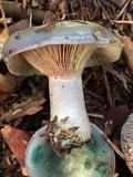 Lactarius paradoxus image