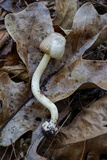 Agaricus pocillator image