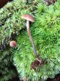 Xeromphalina cauticinalis image