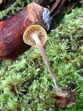 Xeromphalina cauticinalis image