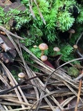 Xeromphalina cauticinalis image