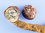Elaphomyces viridiseptum image