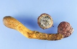 Elaphomyces viridiseptum image