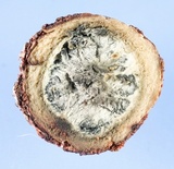Elaphomyces viridiseptum image