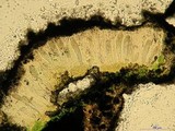 Ochrolechia parella image