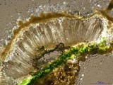 Ochrolechia parella image