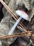 Mycena rosea image