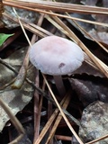 Mycena rosea image