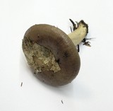 Lactarius uvidus image