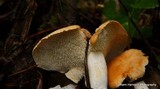 Hydnum umbilicatum image