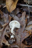 Hygrophorus sordidus image