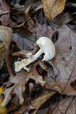 Hygrophorus sordidus image