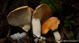 Hydnum umbilicatum image