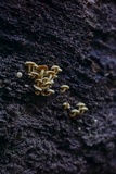 Hypholoma subviride image