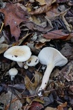 Hygrophorus laurae image