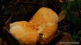 Hydnum umbilicatum image