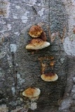 Phellinus gilvus image