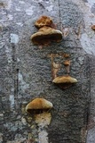 Phellinus gilvus image