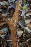 Hydnoporia tabacina image