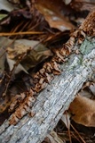 Hydnoporia tabacina image