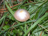 Bolbitius vitellinus image