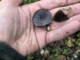 Auricularia nigricans image
