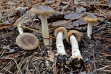 Amanita dulciarii image