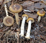 Amanita dulciarii image