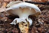 Catathelasma ventricosum image