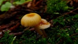 Hygrocybe laeta var. laeta image