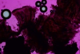 Rhytidhysteron rufulum image
