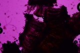 Rhytidhysteron rufulum image