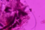 Rhytidhysteron rufulum image