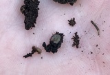 Scutellinia erinaceus image