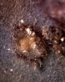 Scutellinia erinaceus image