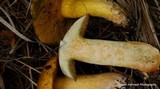 Suillus tomentosus image