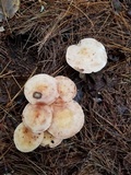 Rhodocollybia maculata image