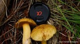 Suillus tomentosus image