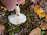 Lactarius mucidus image