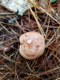 Lactarius vinaceorufescens image