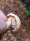 Lactarius vinaceorufescens image