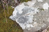 Lecidea tessellata image