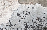 Lecidea tessellata image