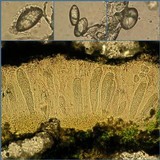 Ochrolechia parella image