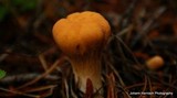 Clavariadelphus truncatus image