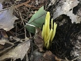 Clavulinopsis laeticolor image