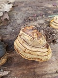 Fomes excavatus image
