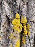 Xanthoria ulophyllodes image