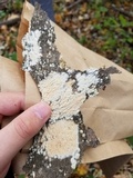 Irpex lacteus image