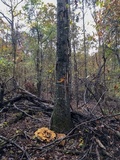 Bondarzewia berkeleyi image